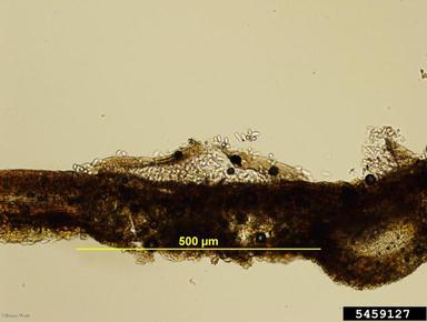 Marssonina leaf spot (Marssonina betulae ) on birch (Betula spp. ) - 5459127