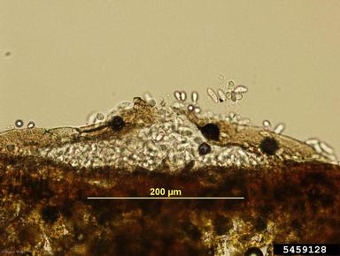Marssonina leaf spot (Marssonina betulae ) on birch (Betula spp. ) - 5459128