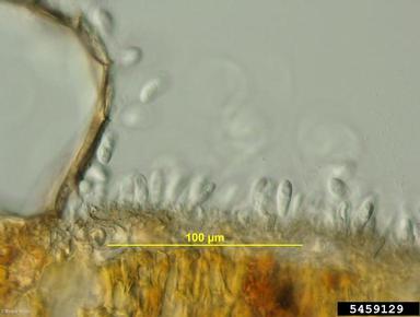 Marssonina leaf spot (Marssonina betulae ) on birch (Betula spp. ) - 5459129