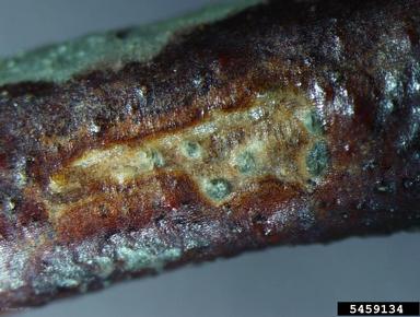 Phomopsis cankers and twig blights (Phomopsis spp. ) on highbush blueberry (Vaccinium corymbosum ) - 5459134