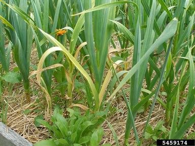 white rot (Stromatinia cepivora ) on cultivated garlic (Allium sativum ) - 5459174