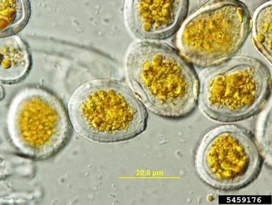 onion rust (Puccinia allii ) on cultivated garlic (Allium sativum ) - 5459176