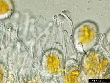 onion rust (Puccinia allii ) on cultivated garlic (Allium sativum ) - 5459177