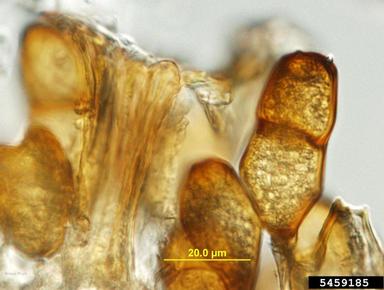 onion rust (Puccinia allii ) on cultivated garlic (Allium sativum ) - 5459185