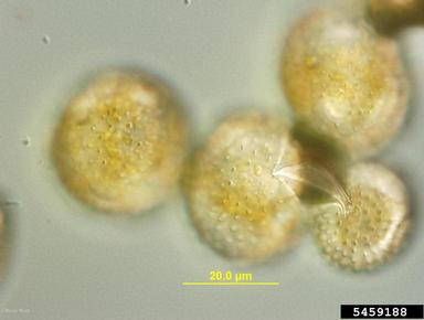 onion rust (Puccinia allii ) on cultivated garlic (Allium sativum ) - 5459188