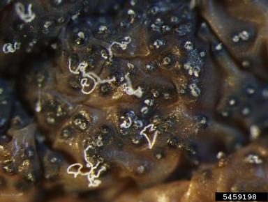 black rot (Guignardia bidwellii ) on grape (Vitis spp. ) - 5459198