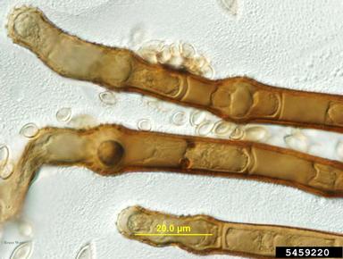 Gonatobotryum fungus (Gonatobotryum spp. ) on witch-hazel (Hamamelis spp. ) - 5459220