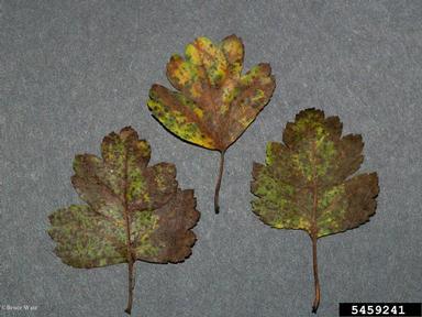 Entomosporium fungus (Entomosporium spp. ) on hawthorn (Crataegus spp. ) - 5459241