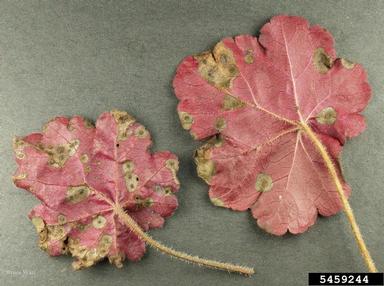 rust (Puccinia heucherae ) on alumroot (Heuchera spp. ) - 5459244