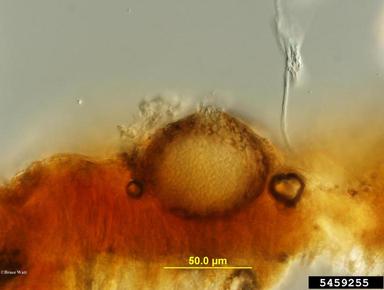 Ascochyta fungi (Ascochyta spp. ) on hickory (Carya spp. ) - 5459255
