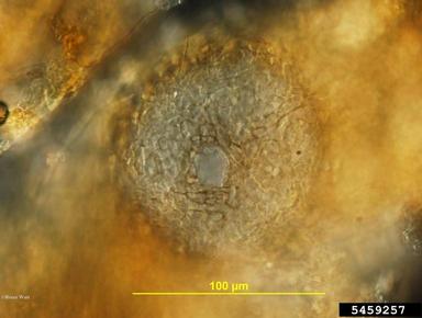 Ascochyta fungi (Ascochyta spp. ) on hickory (Carya spp. ) - 5459257