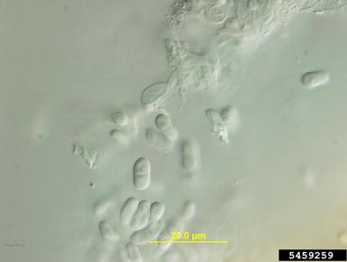 Ascochyta fungi (Ascochyta spp. ) on hickory (Carya spp. ) - 5459259