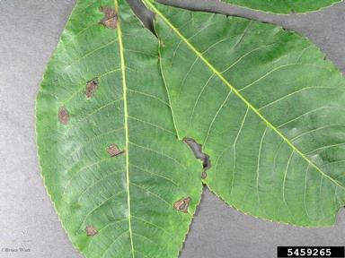 Ascochyta fungi (Ascochyta spp. ) on hickory (Carya spp. ) - 5459265