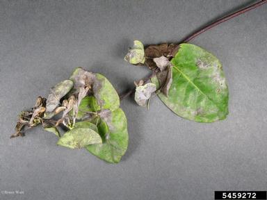 powdery mildew (Erysiphe spp. ) on exotic bush honeysuckles (Lonicera spp. ) - 5459272