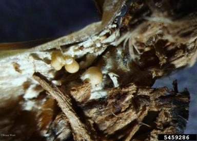 southern blight (Sclerotium rolfsii ) on hosta (Hosta spp. ) - 5459286