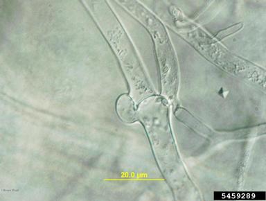 southern blight (Sclerotium rolfsii ) on hosta (Hosta spp. ) - 5459289