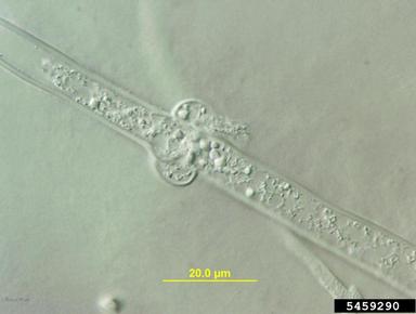 southern blight (Sclerotium rolfsii ) on hosta (Hosta spp. ) - 5459290