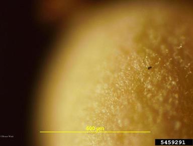 southern blight (Sclerotium rolfsii ) on hosta (Hosta spp. ) - 5459291