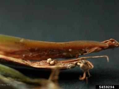southern blight (Sclerotium rolfsii ) on hosta (Hosta spp. ) - 5459294