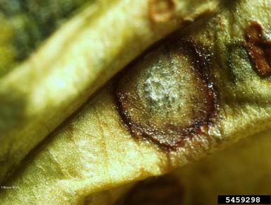 Cercospora fungi (Cercospora spp. ) on hosta (Hosta spp. ) - 5459298