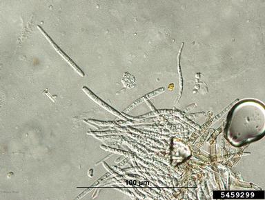 Cercospora fungi (Cercospora spp. ) on hosta (Hosta spp. ) - 5459299