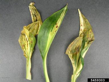 Cercospora fungi (Cercospora spp. ) on hosta (Hosta spp. ) - 5459303