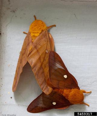 orangestriped oakworm, Anisota senatoria  (Lepidoptera: Saturniidae) - 5459317