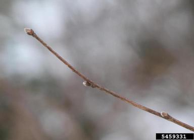 beaked hazelnut, Corylus cornuta  (Fagales: Betulaceae) - 5459331