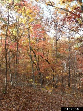 oak-hickory,    - 5459336