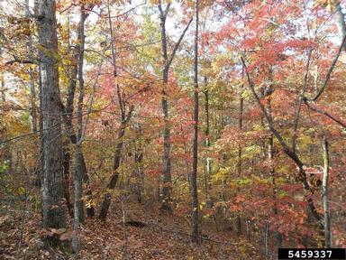 oak-hickory,    - 5459337