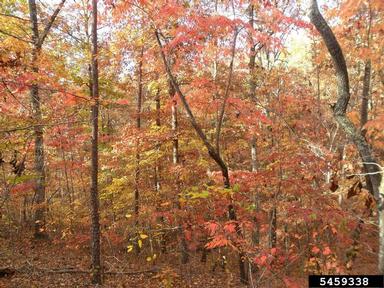 oak-hickory,    - 5459338