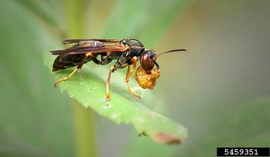 paper wasp, Polistes fuscatus  (Hymenoptera: Vespidae) - 5459351