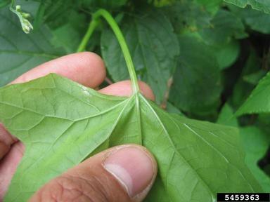 wild cucumber, Echinocystis lobata  (Violales: Cucurbitaceae) - 5459363