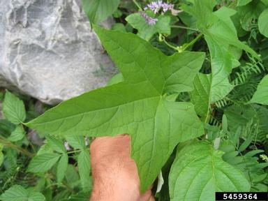 wild cucumber, Echinocystis lobata  (Violales: Cucurbitaceae) - 5459364