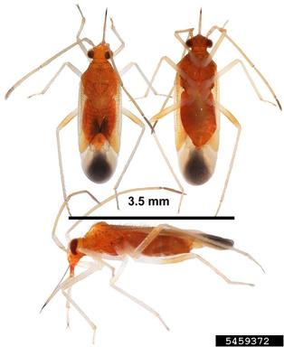 plant bug, Ceratocapsus punctulatus  (Hemiptera: Miridae) - 5459372
