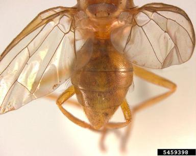 Pacific Fruit Fly, Bactrocera xanthodes  (Diptera: Tephritidae) - 5459398