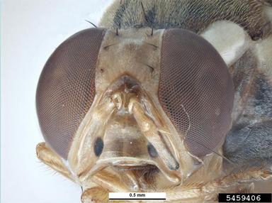Breadfruit Fruit Fly, Bactrocera umbrosa  (Diptera: Tephritidae) - 5459406