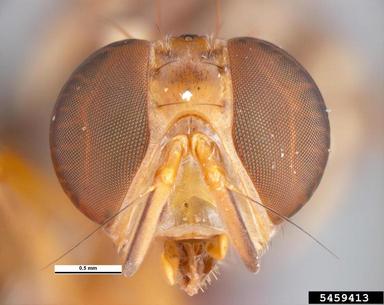 Queensland fruit fly, Bactrocera tryoni  (Diptera: Tephritidae) - 5459413