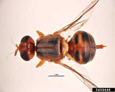 olive fruit fly, Bactrocera oleae  (Diptera: Tephritidae) - 5459448