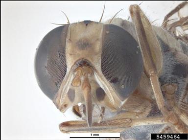 fruit fly, Bactrocera occipitalis  (Diptera: Tephritidae) - 5459464