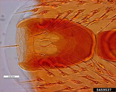 parasitic bee mite, Tropilaelaps clareae  (Acari: Laelapidae) - 5459537