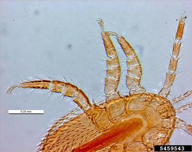parasitic bee mite, Tropilaelaps clareae  (Acari: Laelapidae) - 5459543