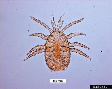 parasitic bee mite, Tropilaelaps clareae  (Acari: Laelapidae) - 5459547