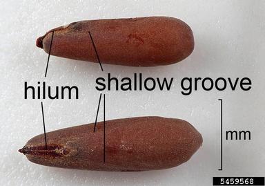 redstem filaree, Erodium cicutarium  (Geraniales: Geraniaceae) - 5459568