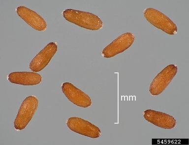 purple cudweed, Gamochaeta purpurea  (Asterales: Asteraceae) - 5459622