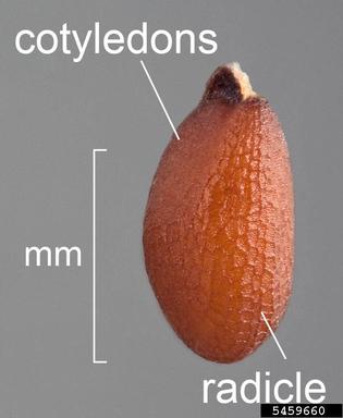 shortpod mustard, Hirschfeldia incana  (Capparales: Brassicaceae) - 5459660