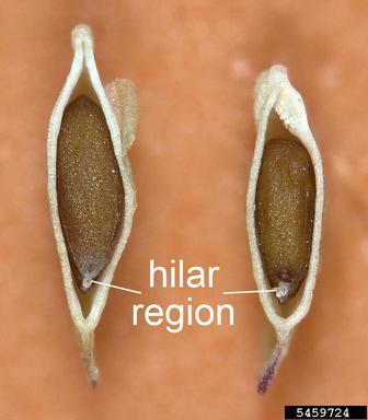 upright pepperweed, Lepidium strictum  (Capparales: Brassicaceae) - 5459724