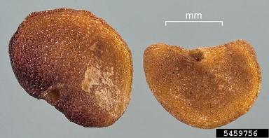 matrimony vine, Lycium barbarum  (Solanales: Solanaceae) - 5459756