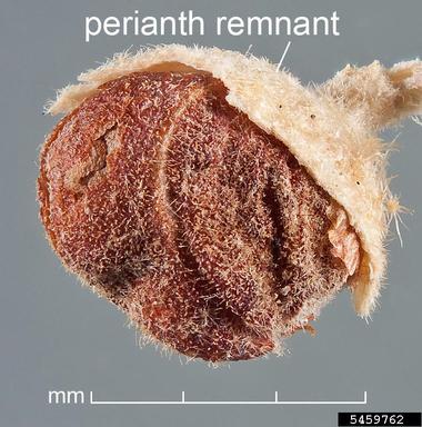 alkali mallow, Malvella leprosa  (Malvales: Malvaceae) - 5459762