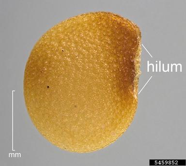 tomatillo groundcherry, Physalis philadelphica  (Solanales: Solanaceae) - 5459852